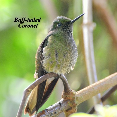 Buff-tailed Coronet